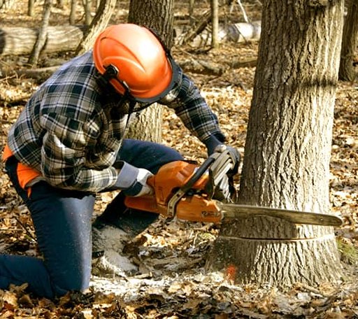 Arborist assessing tree health in Florida